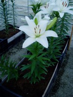 [1649 Arcachon No02.JPG]